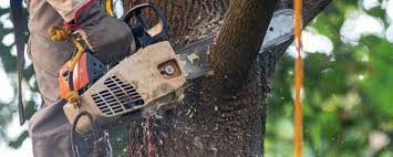 Best Tree Maintenance Programs  in Silsbee, TX