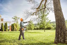 Why Choose Our Tree Removal Services in Silsbee, TX?