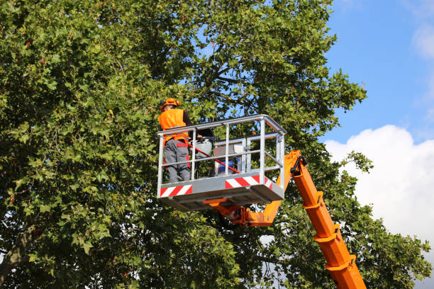 Best Tree Health Inspection  in Silsbee, TX