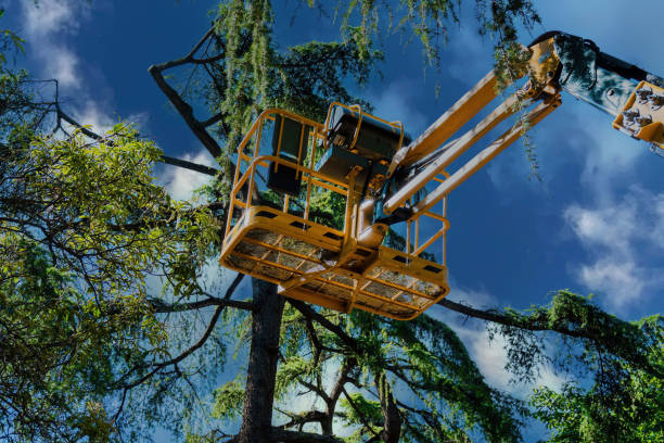 Best Tree Removal Service  in Silsbee, TX