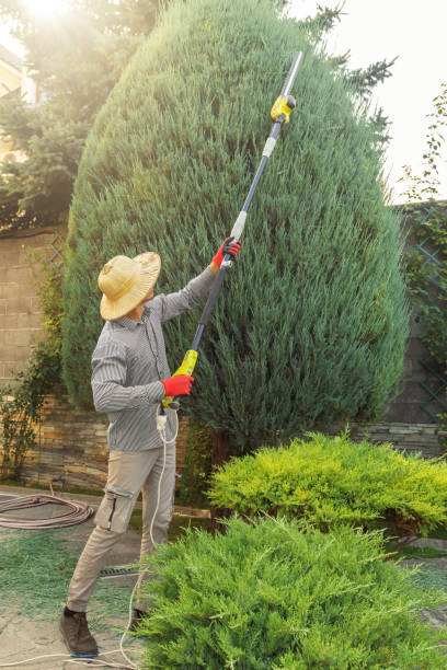 Best Fruit Tree Pruning  in Silsbee, TX