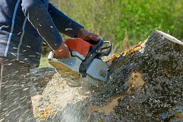 Best Leaf Removal Services  in Silsbee, TX