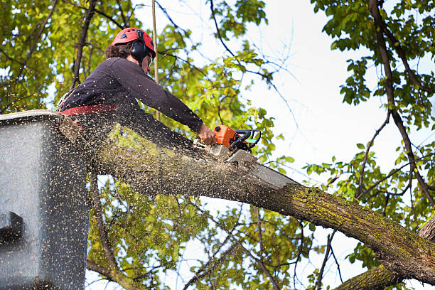 Best Utility Line Clearance  in Silsbee, TX